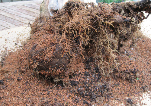 Large Privet Bonsai 
